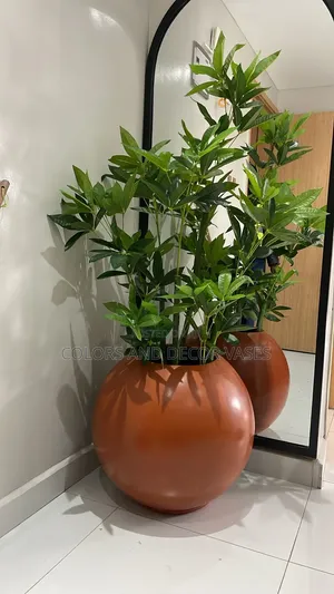 Olive Tree Available Without Vase