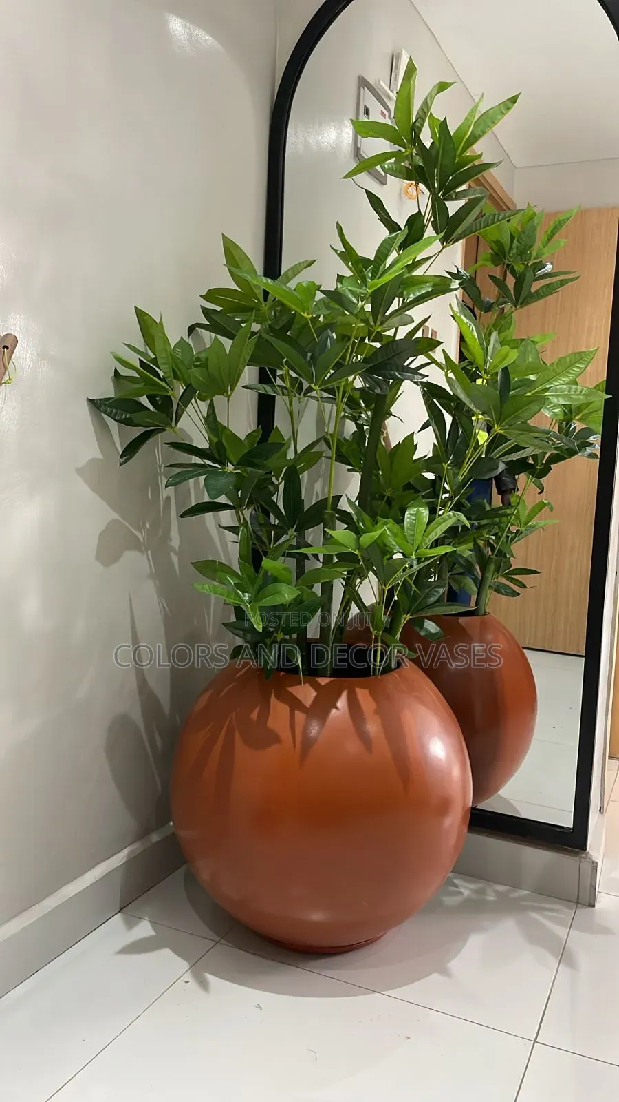 Olive Tree Available Without Vase