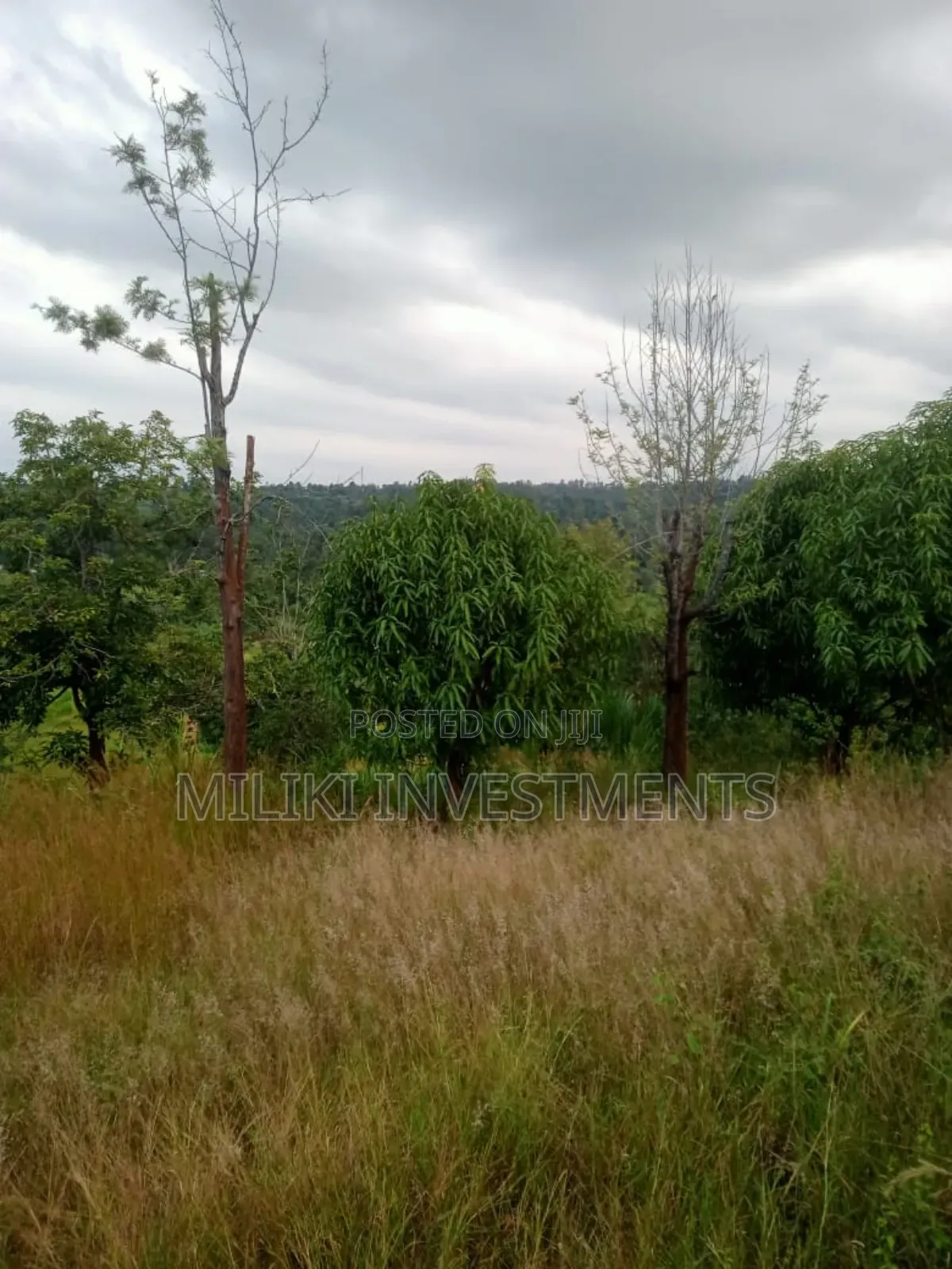 An Acre Land Is on Sale at Kahuho -Sabasaba