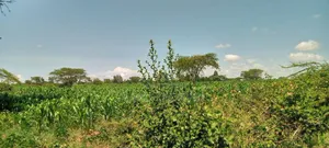 5 Acres for Sale in Kampi Ya Moto Lenginet
