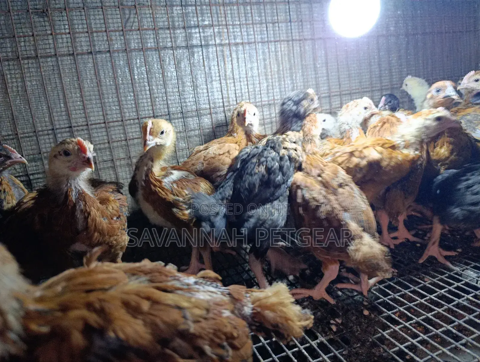 Rainbow Rooster F1 Improved Kienyeji Chicks - 1 Month Old
