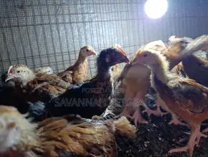 Rainbow Rooster F1 Improved Kienyeji Chicks - 1 Month Old