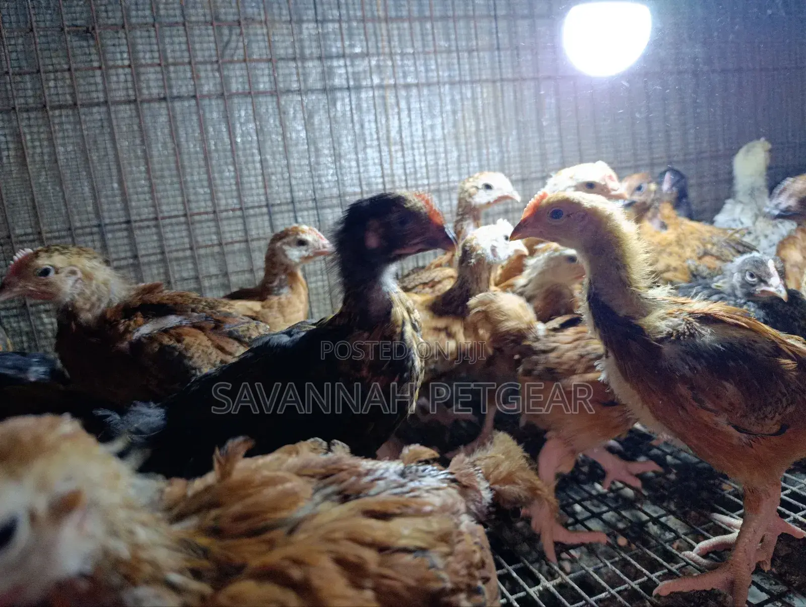 Rainbow Rooster F1 Improved Kienyeji Chicks - 1 Month Old