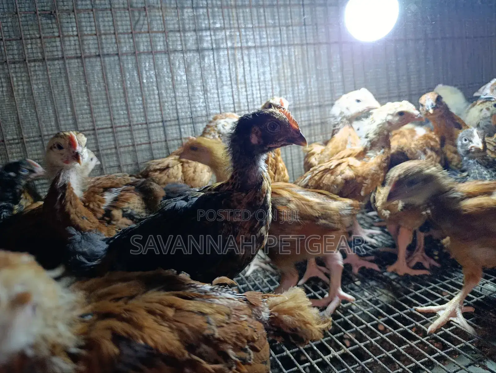 Rainbow Rooster F1 Improved Kienyeji Chicks - 1 Month Old