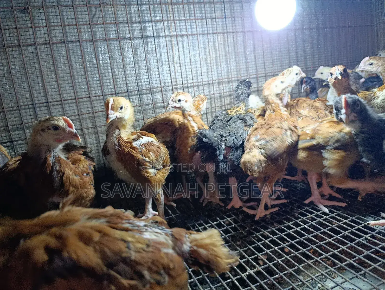 Rainbow Rooster F1 Improved Kienyeji Chicks - 1 Month Old