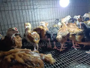 Rainbow Rooster F1 Improved Kienyeji Chicks - 1 Month Old