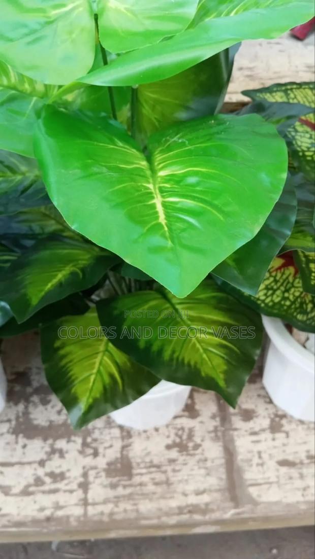 Green Leaves Plant - main view