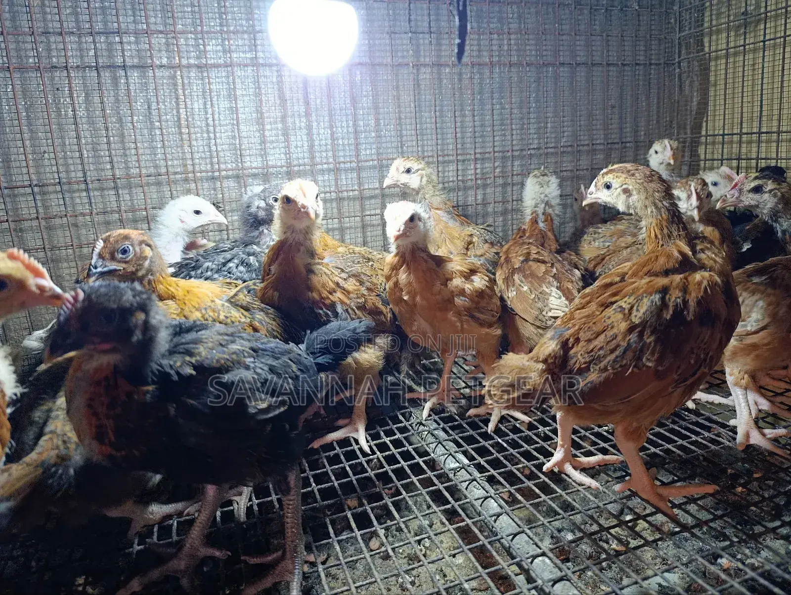 Rainbow Rooster F1 Improved Kienyeji Chicks - 1 Month Old