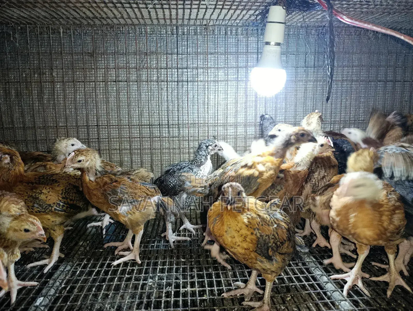 Rainbow Rooster F1 Improved Kienyeji Chicks - 1 Month Old