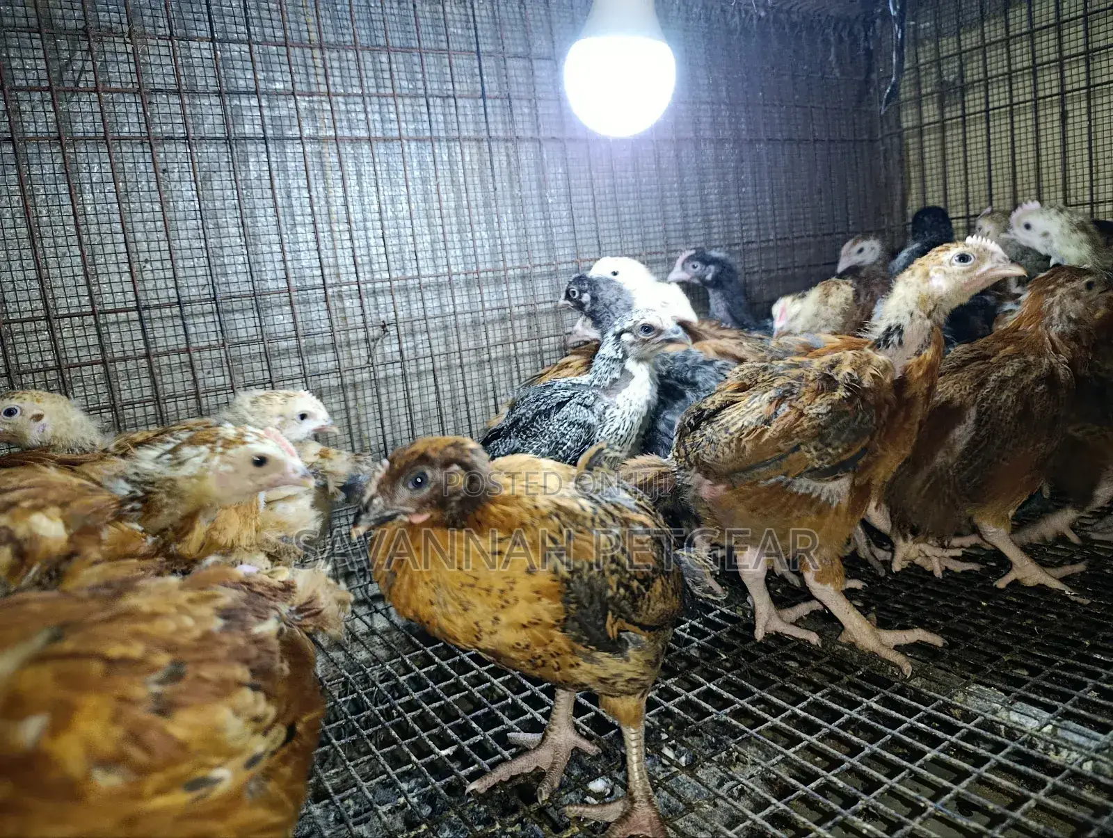 Rainbow Rooster F1 Improved Kienyeji Chicks - 1 Month Old