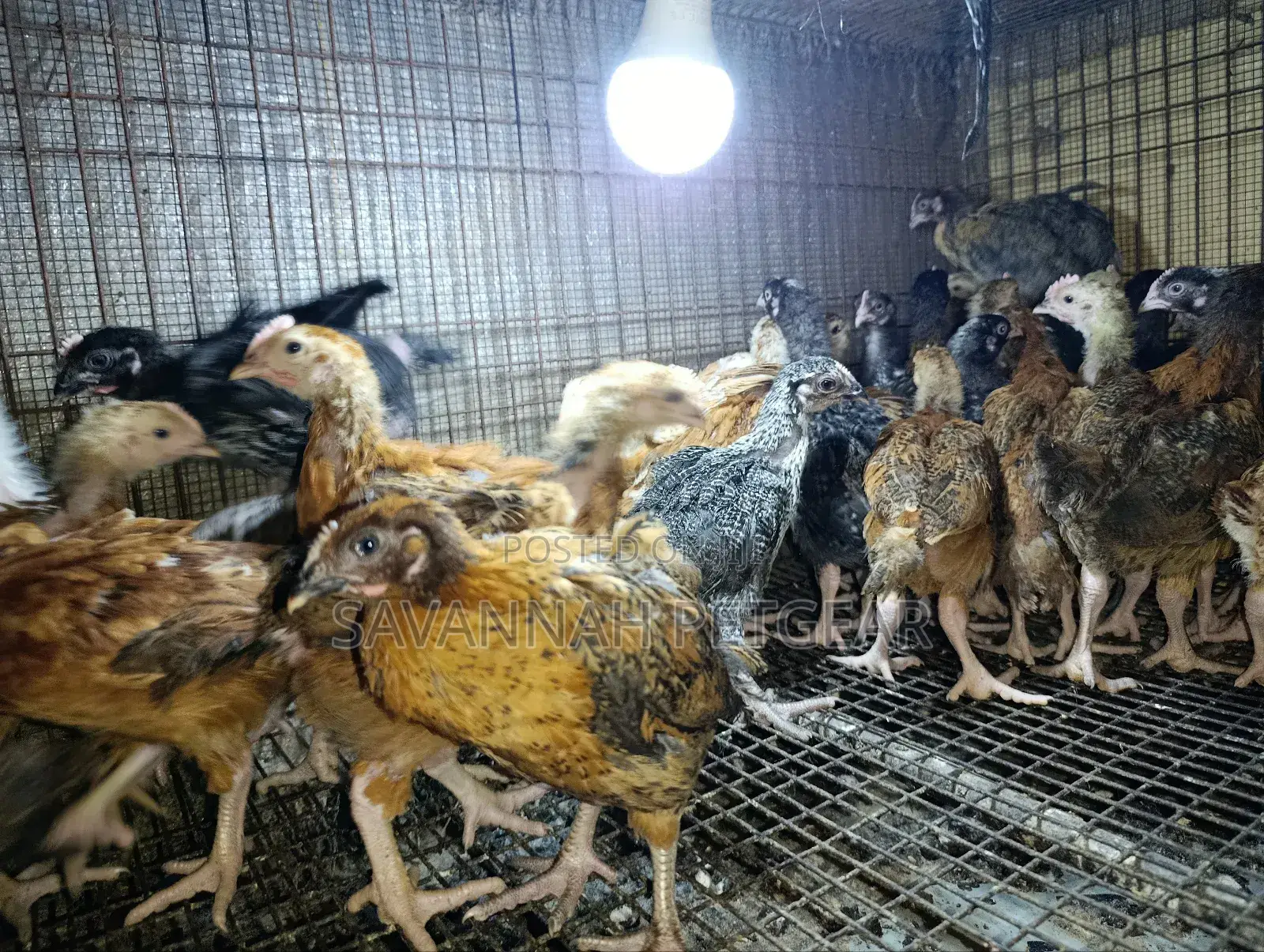 Rainbow Rooster F1 Improved Kienyeji Chicks - 1 Month Old