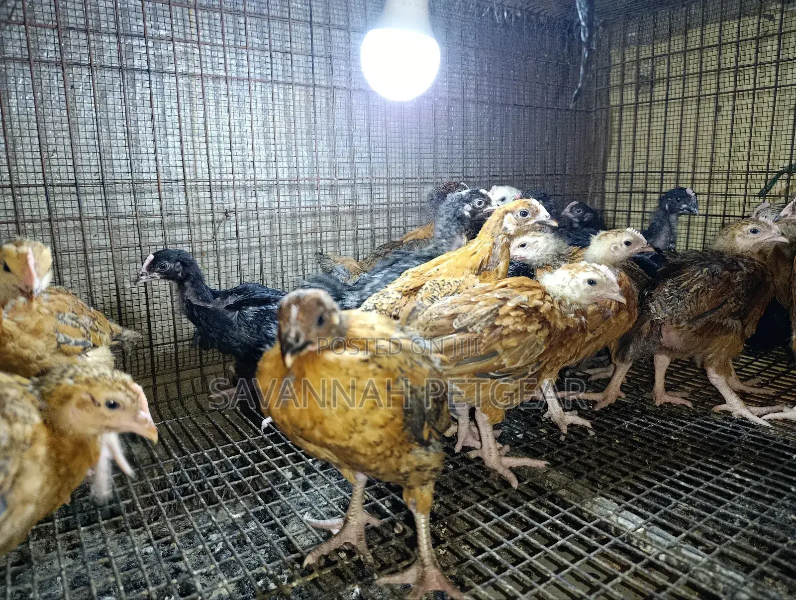 Rainbow Rooster F1 Improved Kienyeji Chicks - 1 Month Old