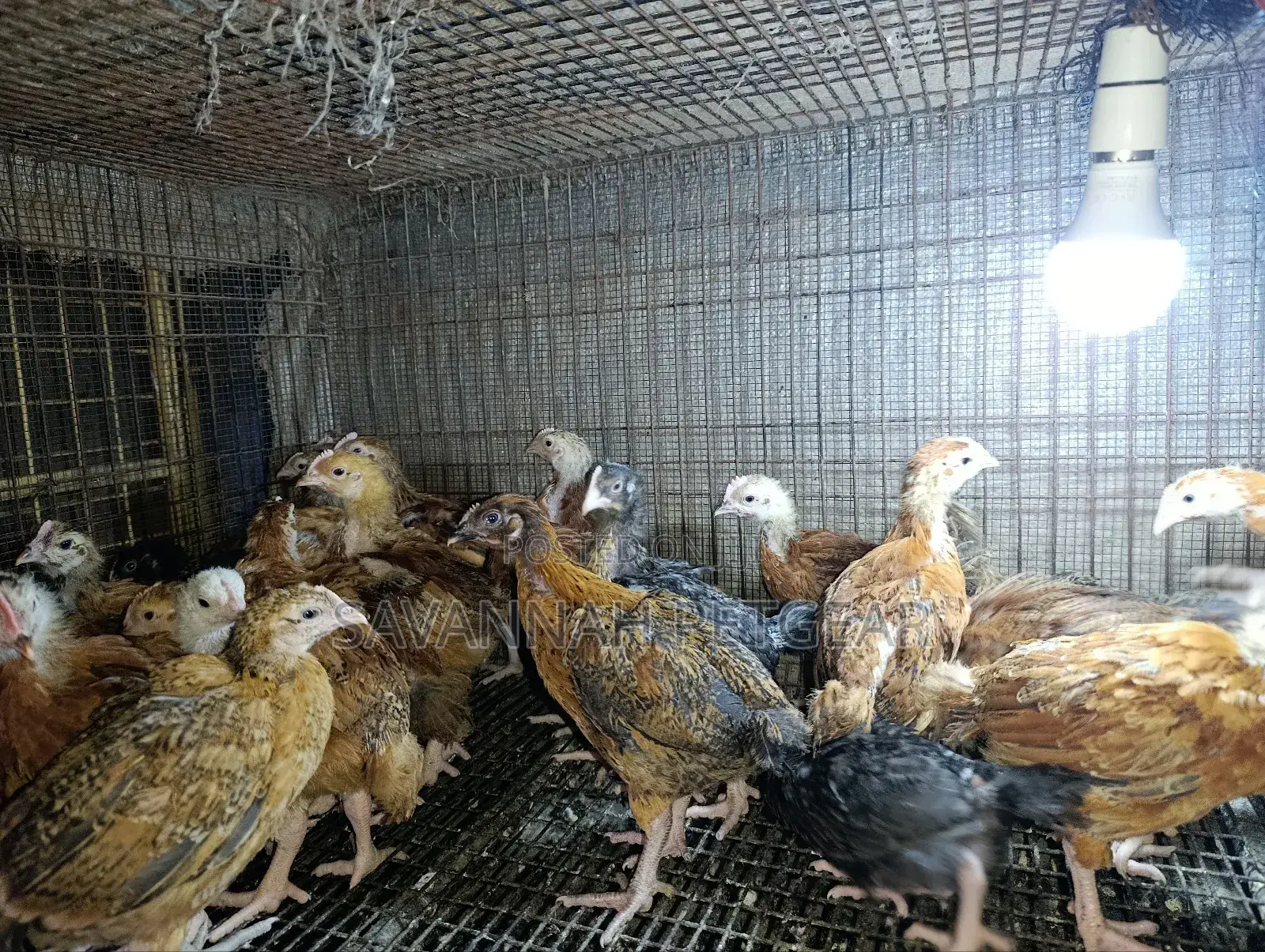 Rainbow Rooster F1 Improved Kienyeji Chicks - 1 Month Old