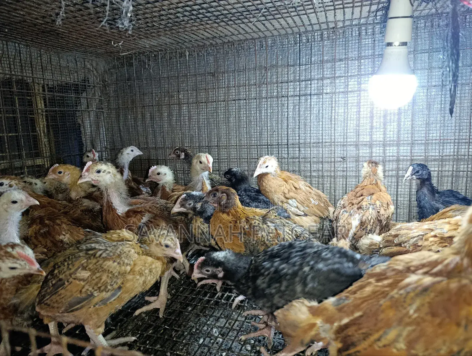 Rainbow Rooster F1 Improved Kienyeji Chicks - 1 Month Old