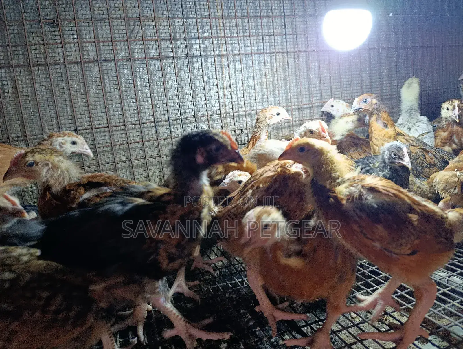 Rainbow Rooster F1 Improved Kienyeji Chicks - 1 Month Old