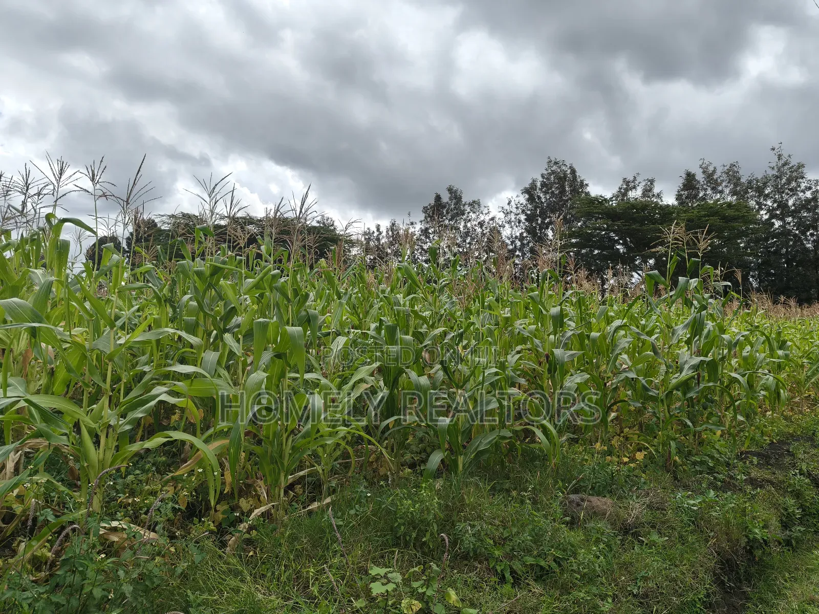 Half Acre Plot in Ngong Matasia Along Merisho Rd Near Tarmac