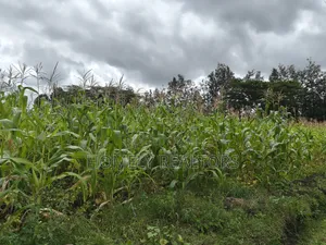Half Acre Plot in Ngong Matasia Along Merisho Rd Near Tarmac