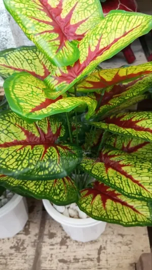 Red Patched Plant Available