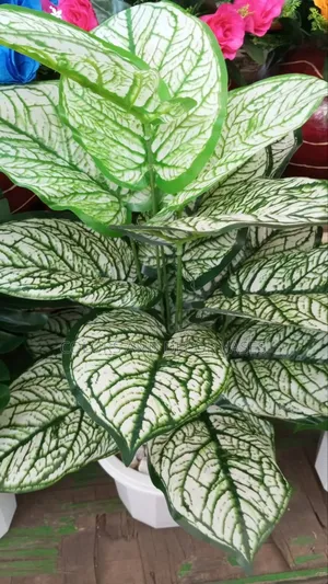 Plant White Flowered