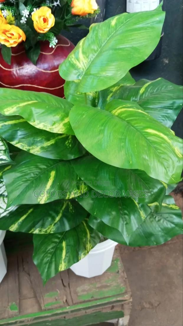 Green Beautiful Home Plant - main view