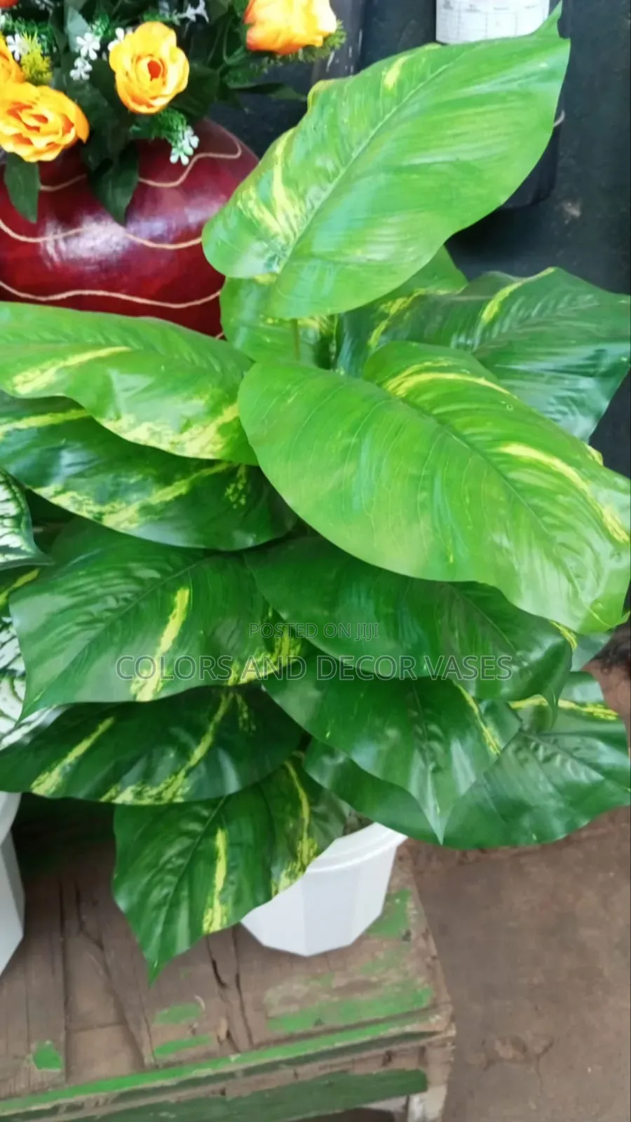 Green Beautiful Home Plant