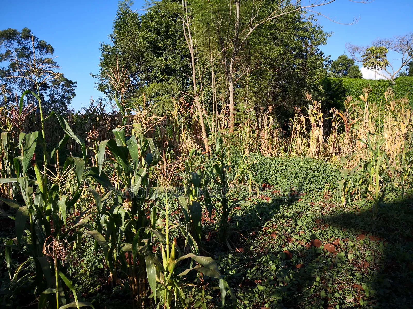 100 by 100 Plot in Kinoo Kiambu County.