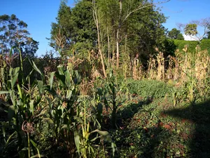 100 by 100 Plot in Kinoo Kiambu County.