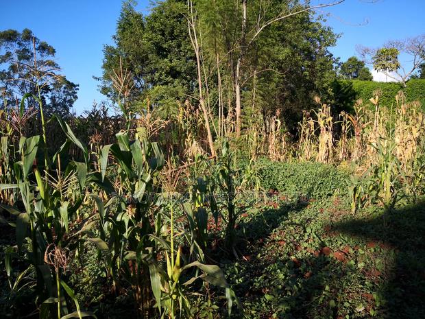 100 by 100 Plot in Kinoo Kiambu County. - thumbnail 6