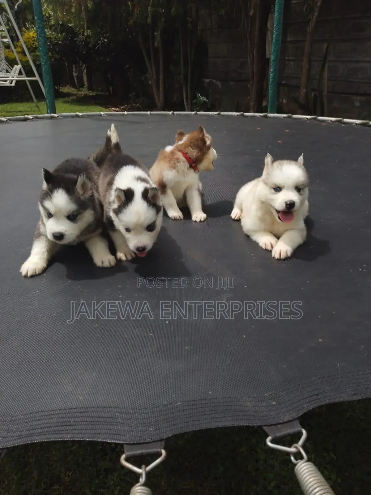 1-3 months Male Purebred Siberian Husky