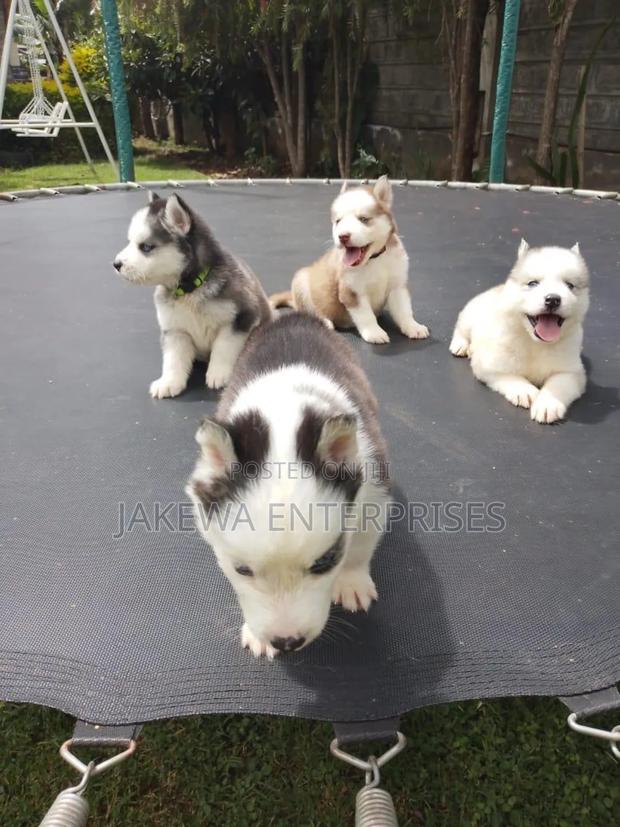 1-3 months Female Purebred Siberian Husky