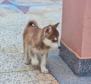 1-3 months Female Purebred Siberian Husky