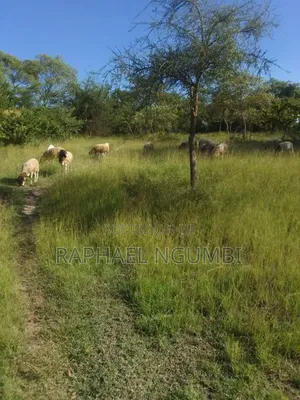 40 Acres at Kithimani Mamba