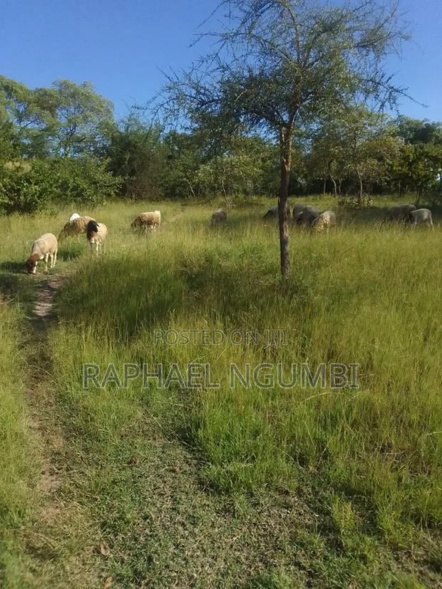 40 Acres at Kithimani Mamba - main view