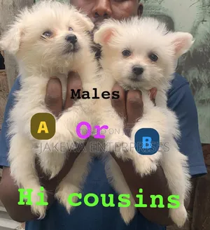 1-3 months Male Purebred Havanese