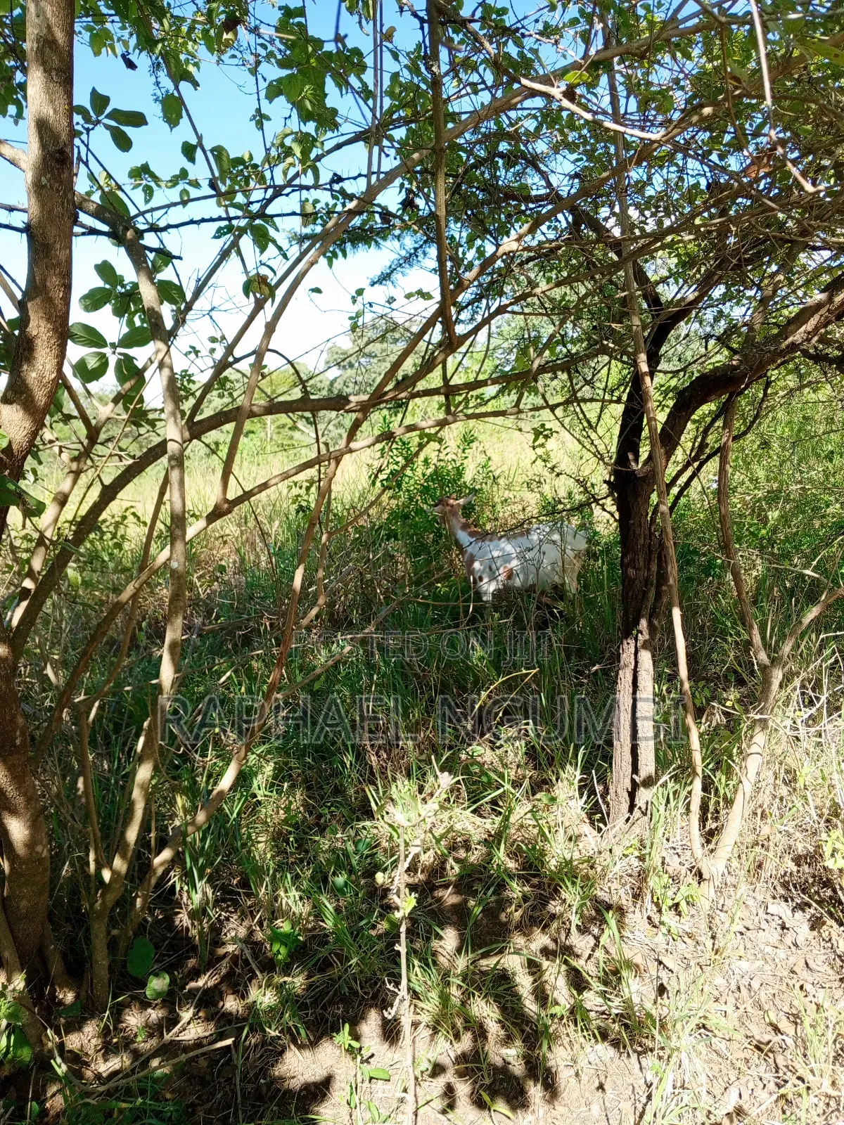 Ten (10) Acres at Machakos Kithangaini