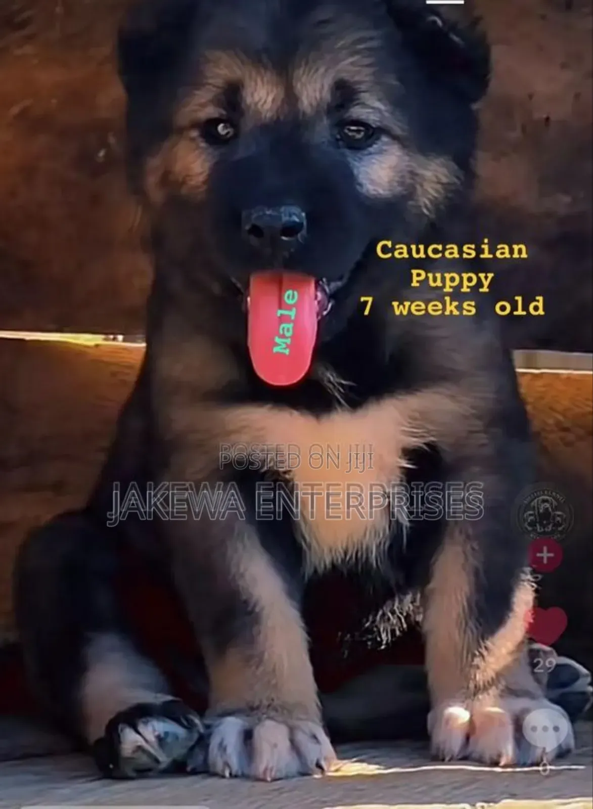 1-3 months Male Purebred Caucasian Shepherd