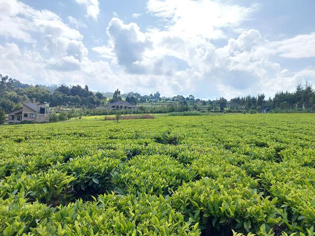 Tigoni 1/2 Residential Plot for Sale In - thumbnail 10