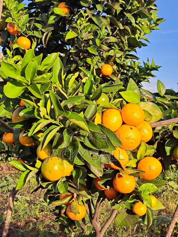 Pixies for Sale - main view