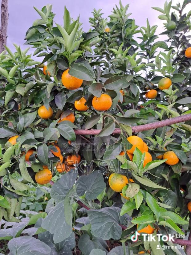 Pixies for Sale - thumbnail 3