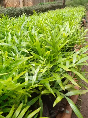 Thika Palm Tree Seedlings - Moq 10 Seedlings
