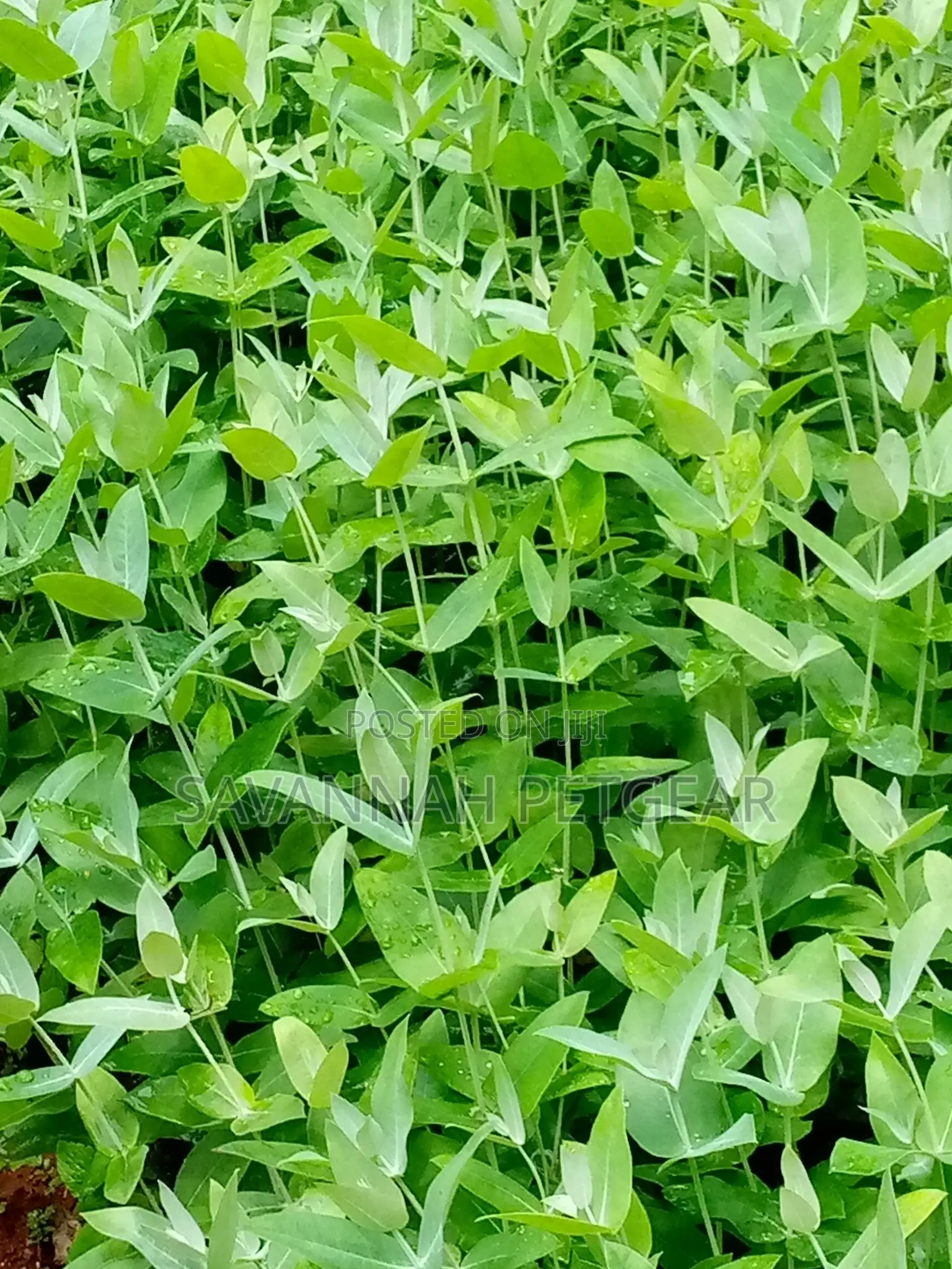 Eucalyptus Globulus (Southern Blue Gum/Blue Gum) Seedlings