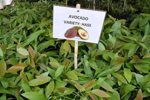 Hass Avacado Seedlings Sprout Your Home - main view