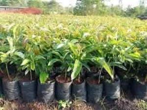 Ovacado Seedlings With Big Impact - main view