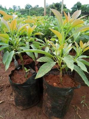 Ovacado Seedlings Nurturing Your Nature - main view