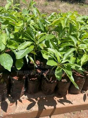 Ovacado Seedlings for Green Beginnings - main view