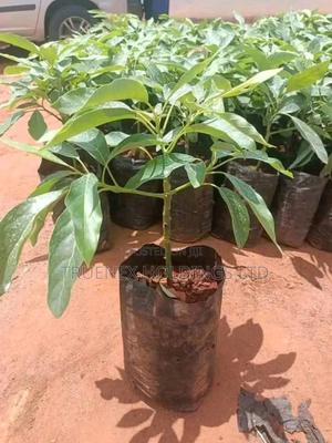 Ovacado Seedlings for Roots of Happiness
