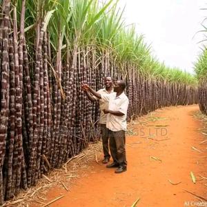 Sugarcane Seedlings for Plantational Agriculture