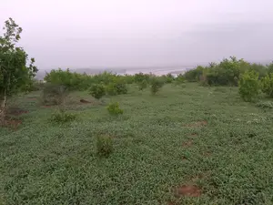 420 Acres Touching River in Malindi Is Available for Sale