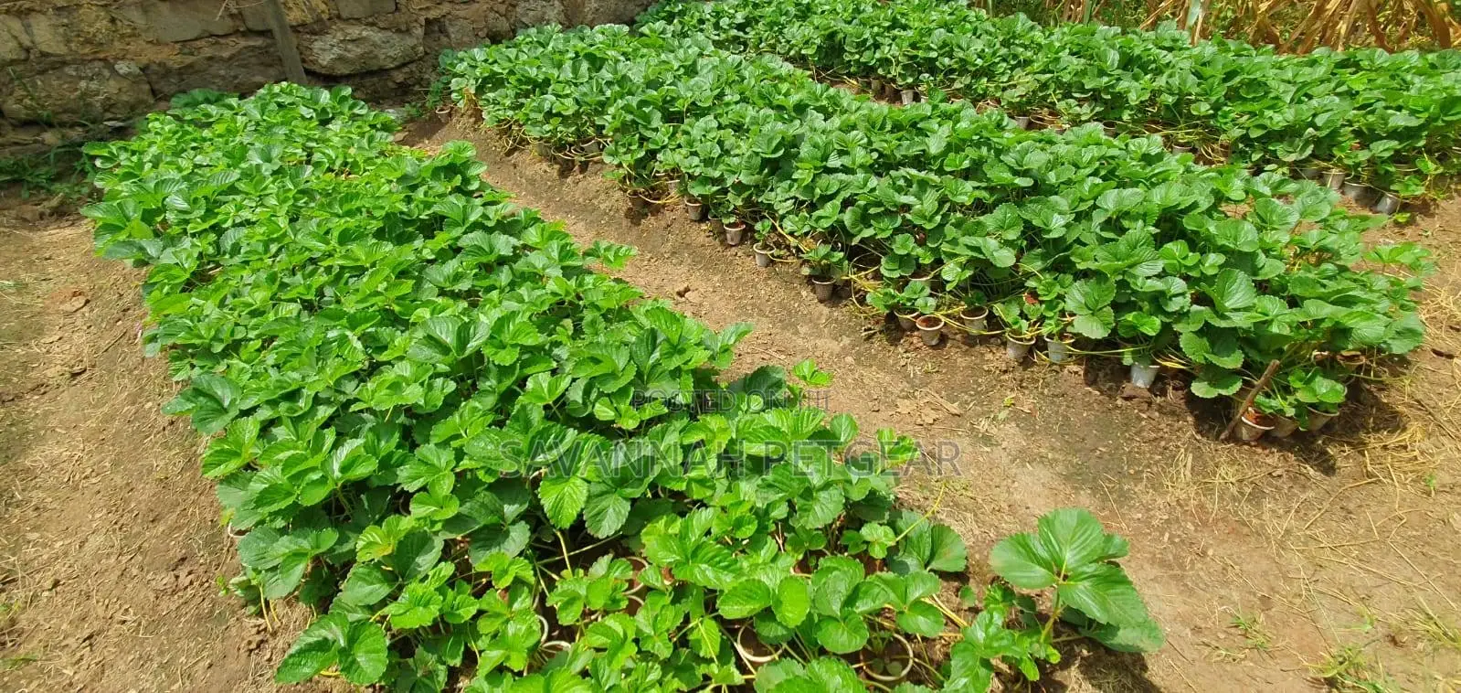San Andreas Strawberries Splits For Planting