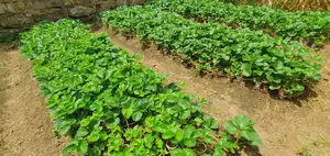 San Andreas Strawberries Splits For Planting